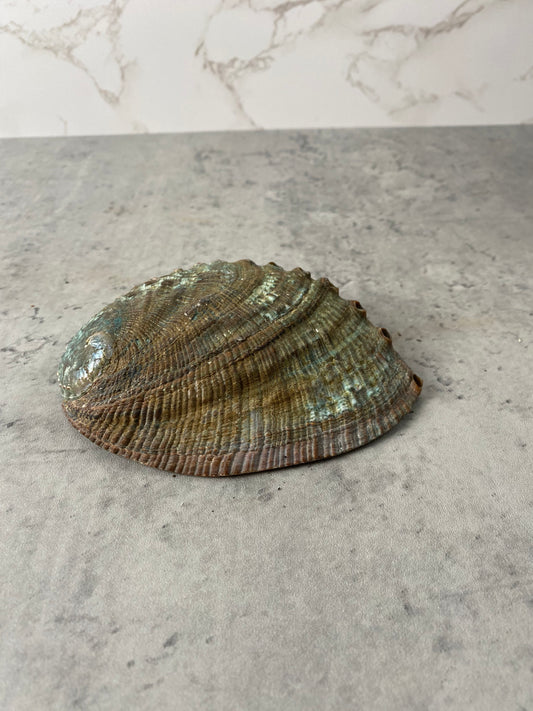 Abalone Shell 5-6in